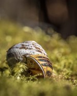 smaller snail.jpg