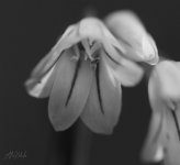 White-Bluebell-7-4-23_copy_1887x1728.jpg