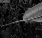 Feather-macro-7-4-23_copy_1890x1705.jpg