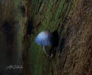 Tree-Fungi_edit_886807738662076_copy_2102x1728.jpg