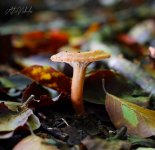 Fungi-8-10-22-(6)_edit_1122979916839582_copy_988x959.jpg