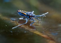 watercricket070423.jpg