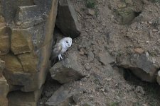 Barn owl quarry.jpg