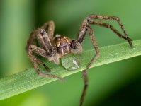 spiderdrinking010523.jpg