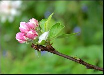 Apple blossom in Garden A65 DSC00479.JPG