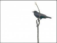 Crow on verticle branch G5 P1070106.JPG