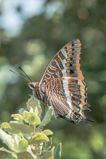 two-tailed-pasha.jpg