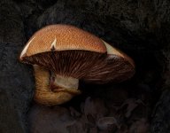 2-Gymnopilus-junonius-sml.jpg