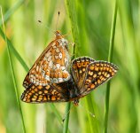 marsh-frit-mating-sml.jpg