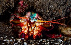 peacock-mantis-shrimp-TP.jpg