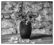 lilies-b&w.jpg