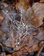 slime-mold-sml.jpg