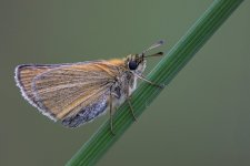 smallSkipper1600.jpg