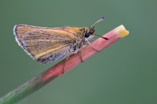 smallSkipper5v1600.jpg