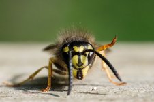 wasp-waving.jpg