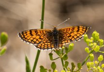 Heath-frit.jpg