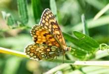 knapweed-frit.jpg