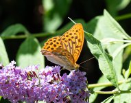 SW-frit.jpg