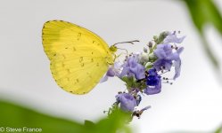 12-8-2023 Grass Yellow Buterfly.jpg