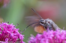 21-08-2023 Hummingbird Hawk Moth.jpg