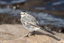 Immature Pied wagtail.jpg