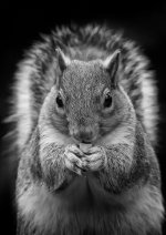 grey-squirrel.jpg