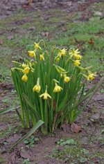 daffs_in_the_mud_s.jpg