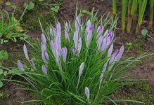 clump_of_crocus_s.jpg