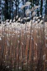 Reeds 2_resize_37.jpg