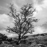 010a Lone Tree 01-7949 PS Adj B&W.JPG