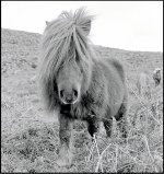Dartmoor pony OM1 1992 99-21.jpg