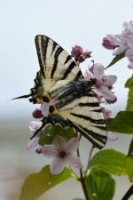 Scarce Swallowtail 1.jpg