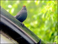 Blackbird on roof through kitchen window D600 D60_5090.jpg