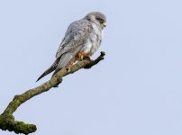 Red Footed Falcon_.jpg