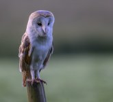 Barn Owl on Post 02 June 24.jpg