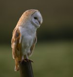 Barn Owl Profile 02 June 24.jpg