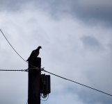 Pigeon on a pole.jpg