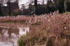 000045860021 Sunday bulrushes.jpg