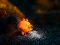 yawning-juvie-frogfish-TP.jpg