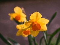 000045860014 Daffodil.jpg