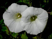 Bind weed flowers FZ82 P1010522.jpeg