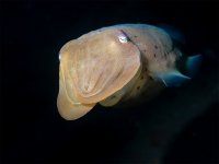 2nd-cuttlefish-TP.jpg