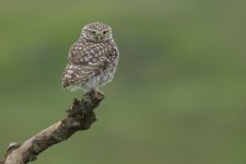 Little Owl 29 June 24.jpg