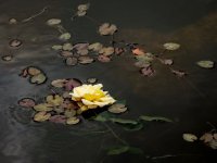 022 Haytor Quarry (Yellow Water Lilly) 01-1035 PS Adj.JPG