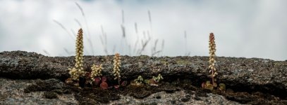 017 Navelwort on Holwell Tor 02-8870 PS Adj.JPG