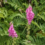 002 Foxgloves on Track from Norsworthy Bridge CP 01-1049 PS Adj.JPG