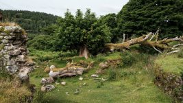 007 Dead Tree at Deancombe Farm 01-2628 PS Adj.JPG