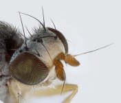 Palloptera umbellatum head.jpg