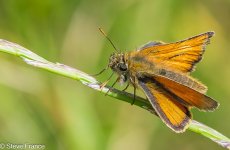 10-07-2024 Small Skipper.jpg