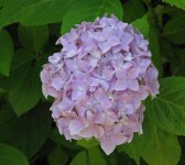 hydrangea_2.jpg